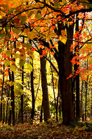 "Fall Into Autumn"