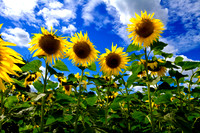 A Garden of Sunflowers