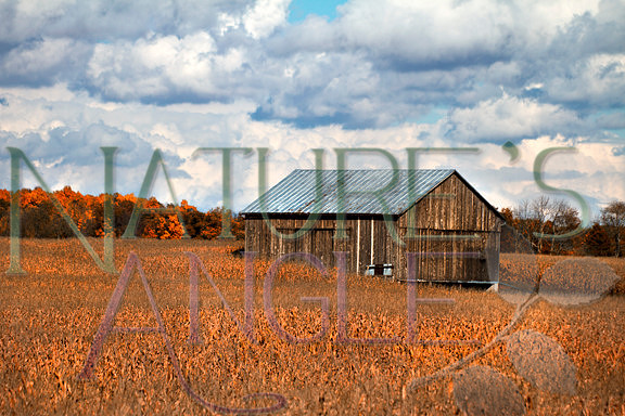 Country Bliss 2914