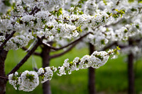 Cherry Blossoms