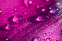 Water Drops