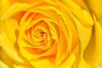 Yellow Rose_9910