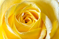 Yellow Rose_9879