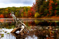 Drift Wood _3268