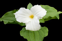 Trillium