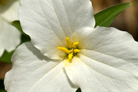 Trillium
