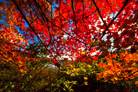 Canopy_3089