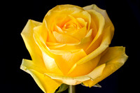 Yellow Rose_9913