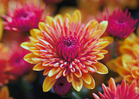 "A Riot of Color"