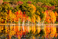 Fall_3018