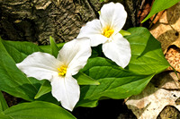 Trilliums