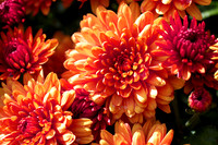 "Mums the Word"