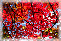Red Leaves_3090