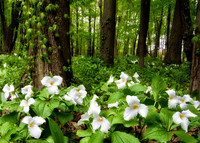 A Canopy of Trilliums