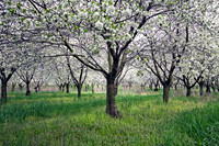 Signs of Spring