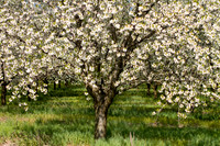 A Canopy of Apple Blossoms