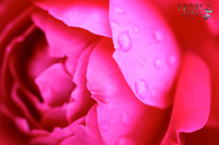 Pink Rose